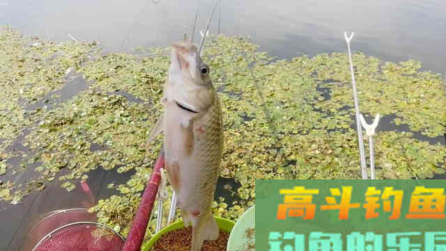 学会老钓友的这些作钓技巧，就算你是新手也一样能够钓得很好