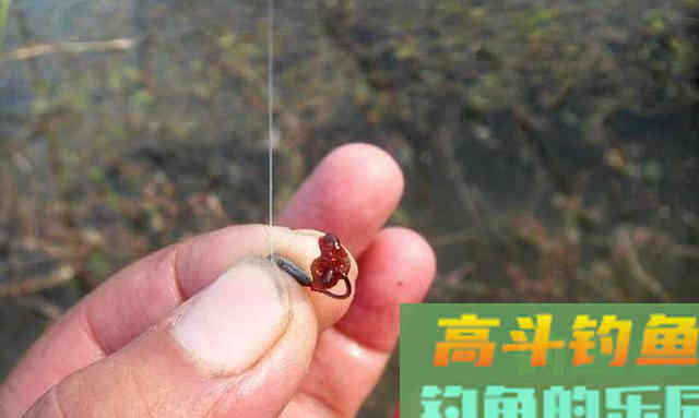 我极力推荐几种冬钓鲫鱼红虫挂法