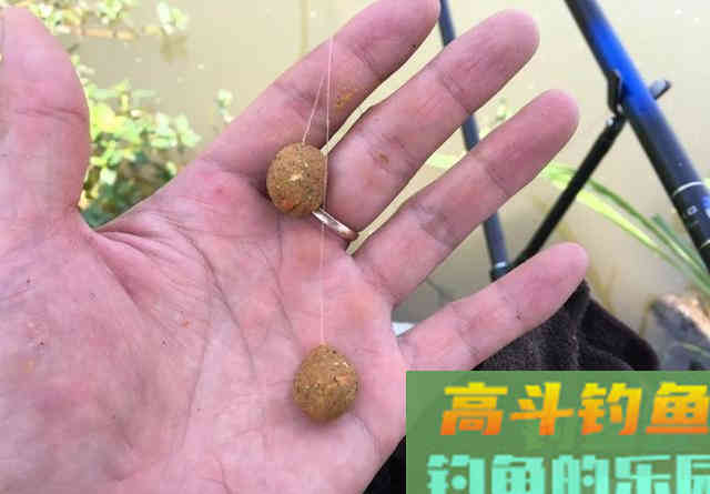 秋天钓鲤鱼，你可以这样搭配饵料，又简单又省钱