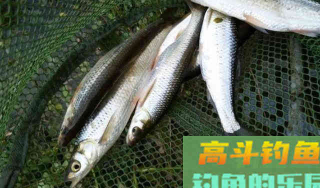 浮漂下顿一目就不动了，提竿却没鱼