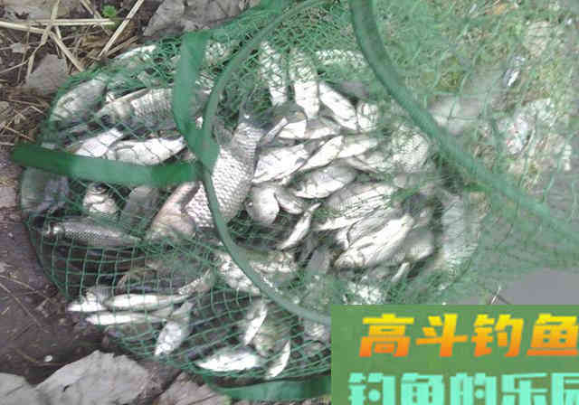 30分钟就能做出窝料来，10斤料成本20