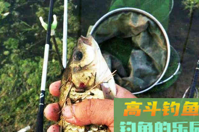 大叔没钱买饵料，索性就自己在家做