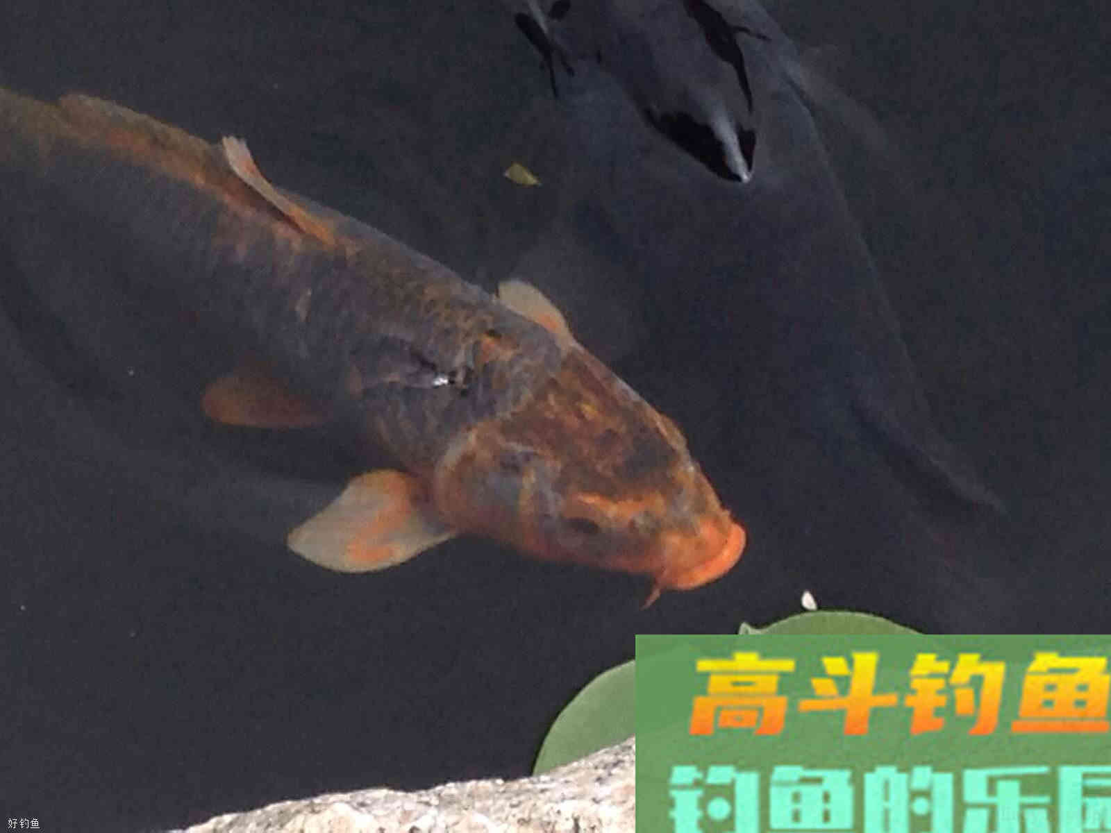 冬钓鲤鱼商品饵料配方大全