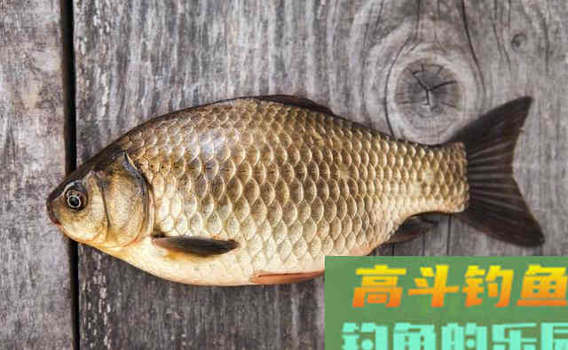 细数曾用过的奇葩饵料，钓友难以理解