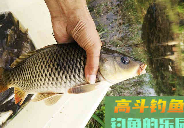 商品饵料钓鱼，为何没有宣传得那么好