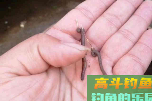 蚯蚓饵直接挂钩？太浪费了，试试这特色用法