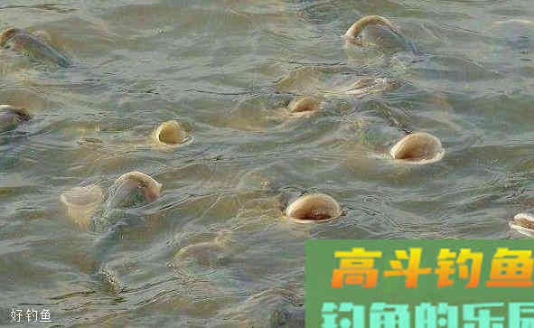 野战蓝鲫通杀配方，想爆护添加这些饵料开饵就对了