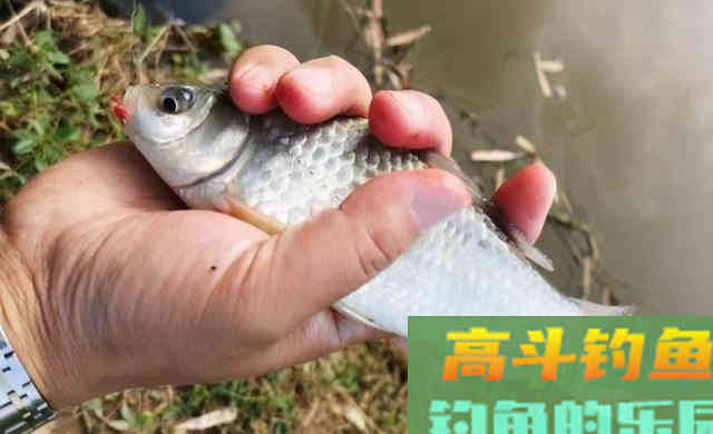 了解影响饵料状态的因素，对症下药，在低温下也能开出好用的拉饵