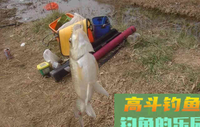 新手学钓鱼要花多少钱？老钓手告诉你