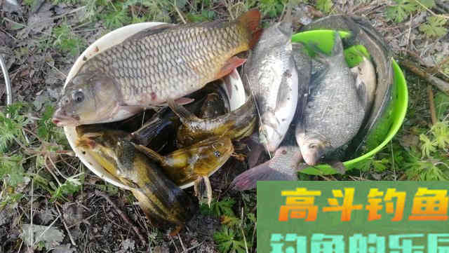 野钓重饵、轻饵如何选？看看老钓友是怎么说的