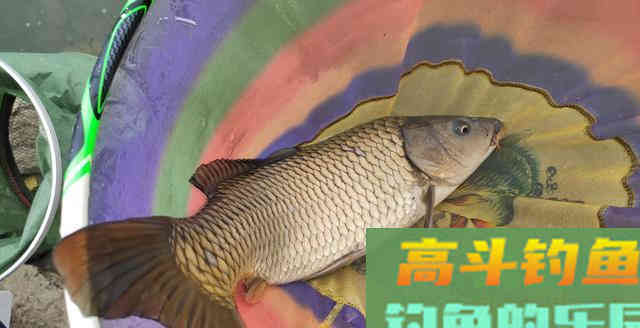 钓友爆连我却没口！观察才得知所用竟是钓饵中的白菜