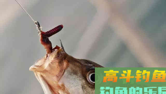 钓鱼用饵，用法恰到好处，才能充分发挥饵料的效果