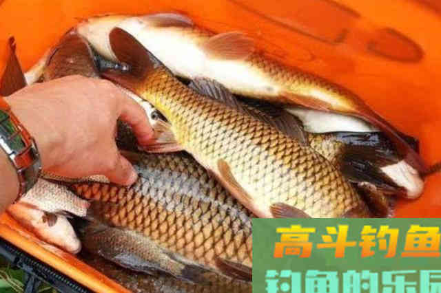 鲤鱼窝料不要出去买了，3斤玉米一瓶酒，教你做特效自制鲤鱼饵