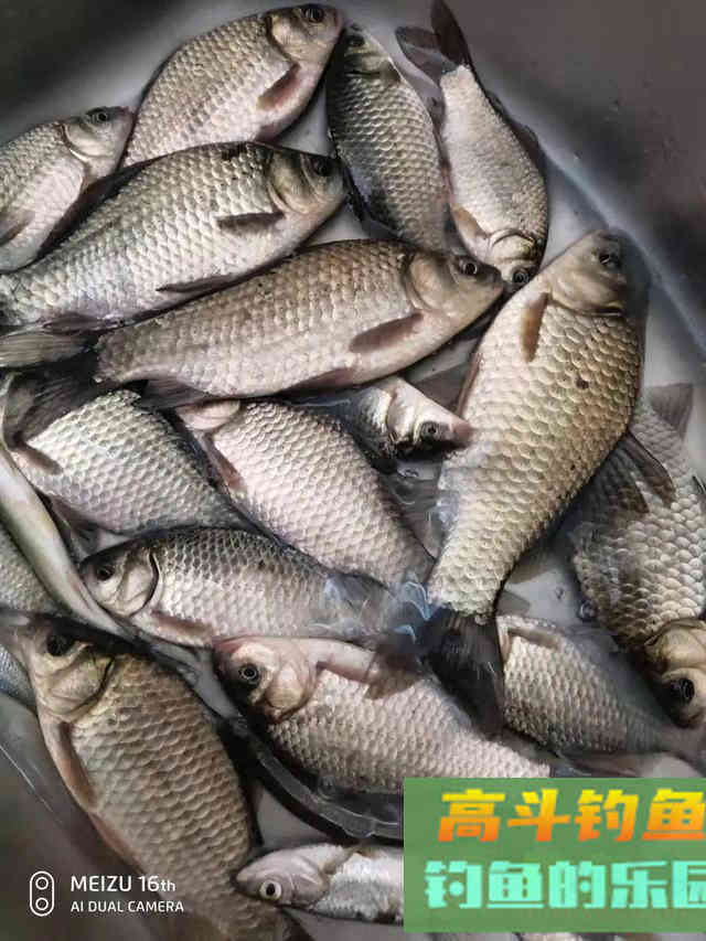 有目标鱼口但是口很轻怎么办？三个方法让中鱼率更高