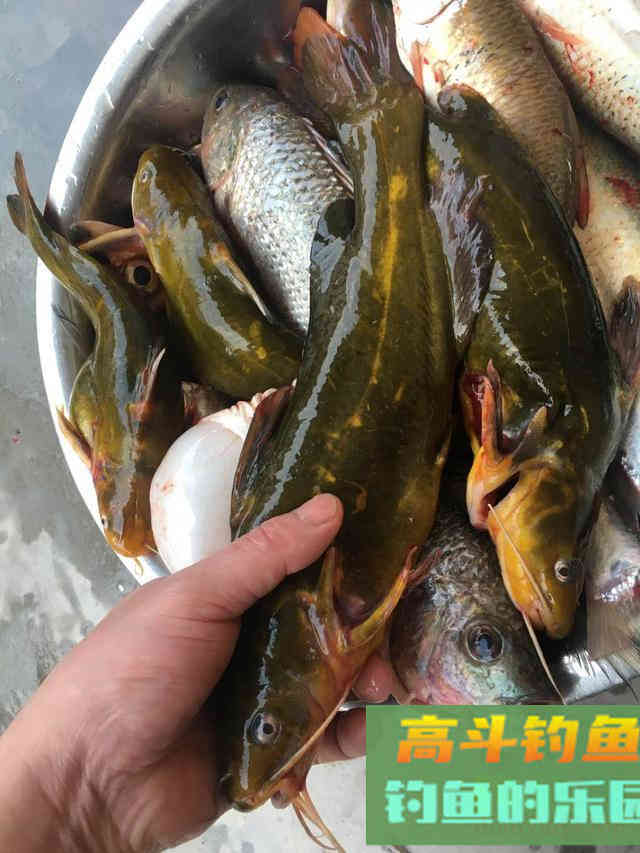 蚯蚓挂法优劣对比，根据鱼情做最优选择