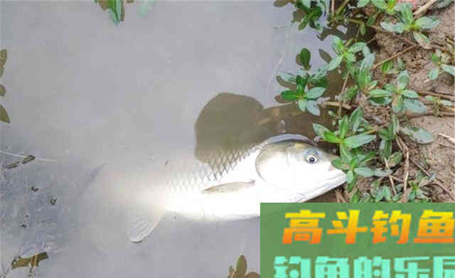 野钓被遗忘的天然饵料，用丝藻做饵料，通杀草鱼和鲤鱼