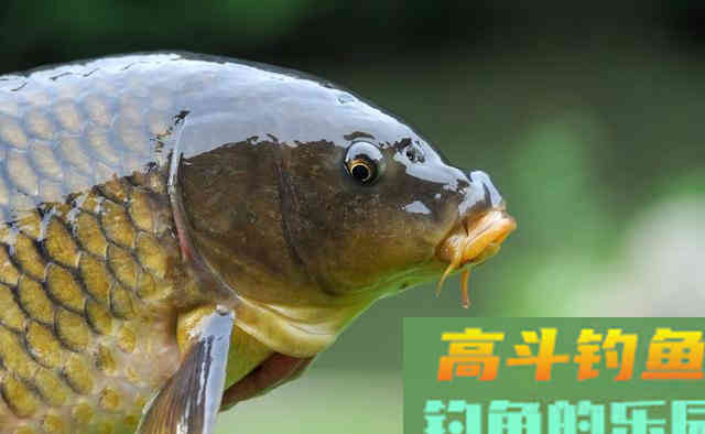 夏季天气炎热鱼不好钓，新手学会这三招