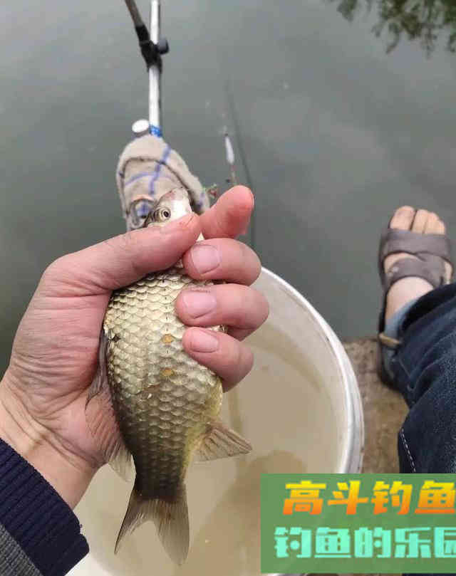 常见几种鱼抓顿口时机把握