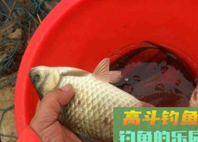 冬季野钓大鲫鱼时，需要记住的一些用饵方法
