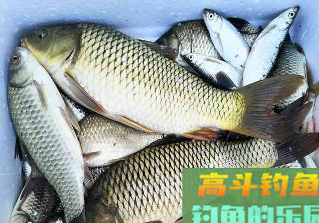 分享1套比蚯蚓红虫还好用的饵料配方，专攻大鲫大鲤