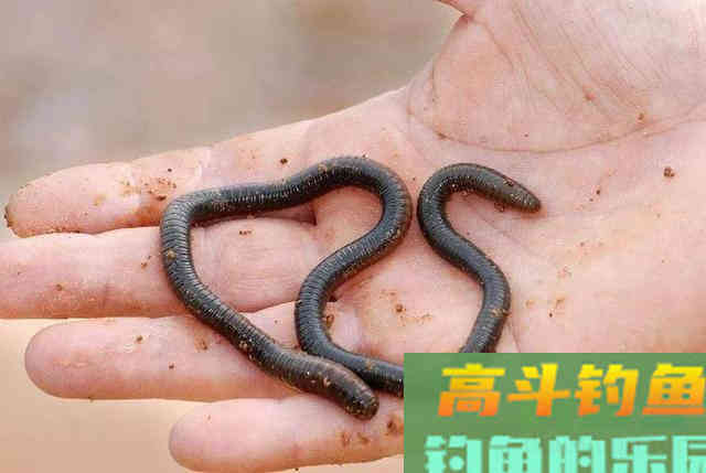 ​蚯蚓钓鱼过时了？野钓老手都是用蚯蚓行家照样爆护
