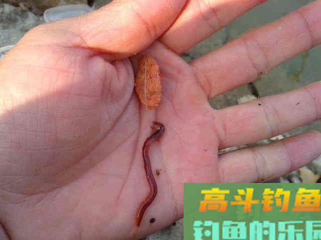 挖的蚯蚓更好？并不见得，不同情况下选用不同蚯蚓