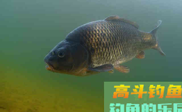 钓大鱼就要打重窝？别一概而论，要根据鱼的摄食量来