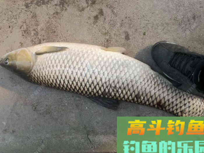 学习谷麦钓第一步，谷麦窝料的制作，上大鱼的第一步