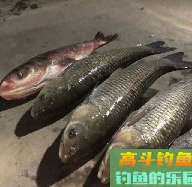气味独特，这款自制饵钓到大鱼真的很容易