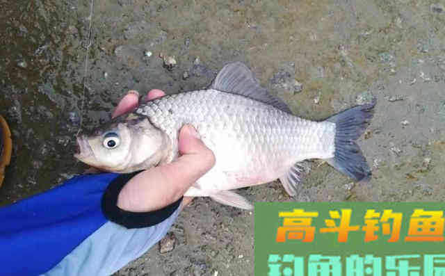春季钓鲫鱼，蚯蚓作钓实战经验，钓获10多条鲫鱼