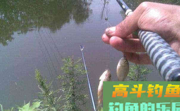 为什么腥味饵料冬季万人迷，夏季万人恨？