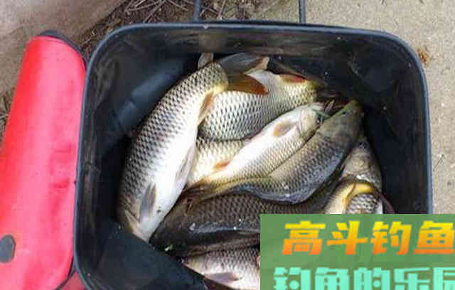这几种豆制品拿来钓鱼，堪称一绝，喜欢钓鱼的别错过