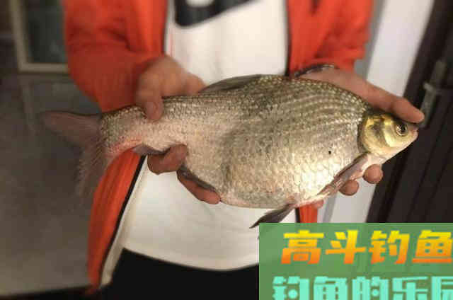玉米饵钓鱼，有的狂拉，有的人没口，为什么？