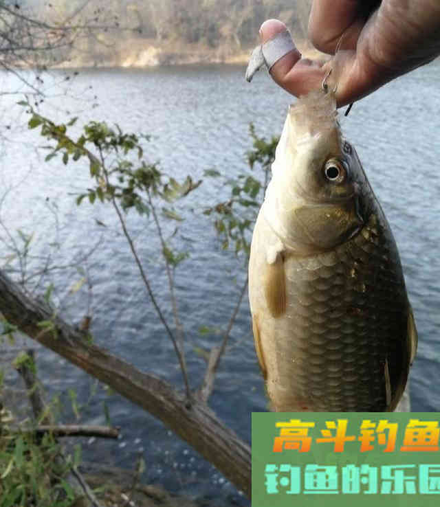 冬季的鲫鱼的钓饵教学，钓获10多斤野生大板鲫鱼