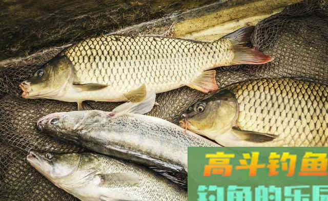 野钓不同深浅的水域，打窝技巧是否影响鱼获？