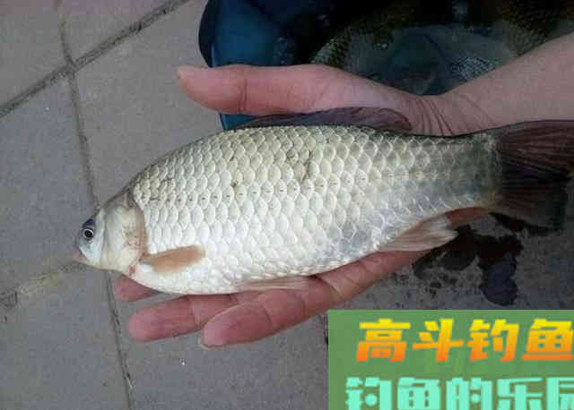 冬季野钓鲫鱼时，可以在饵料中添加的一些辅料