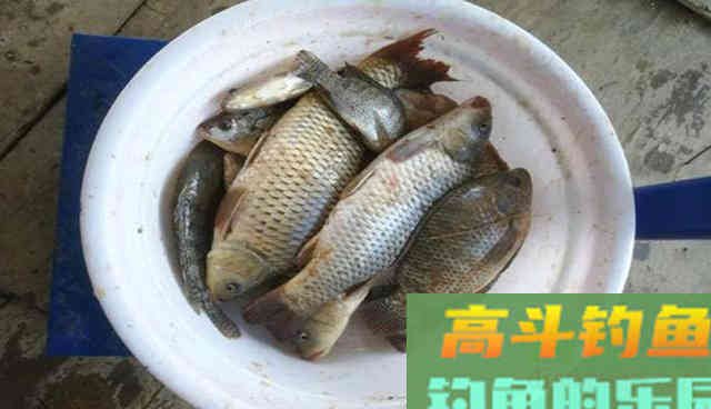 鱼儿进窝太慢，是你窝料不够好，推荐你用下这款窝料