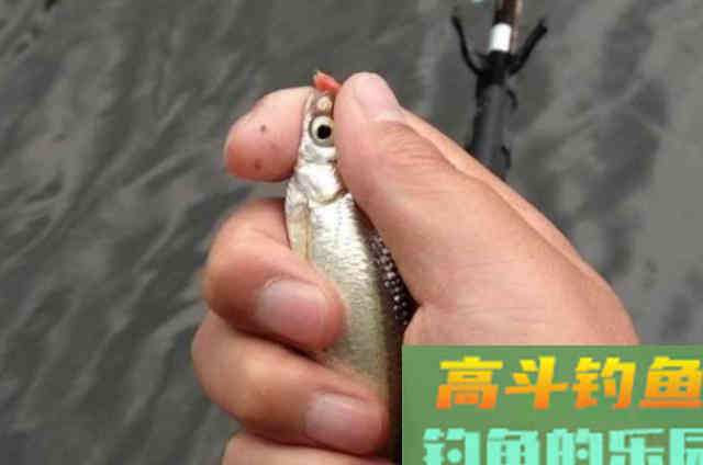 天热后，唯独这3种饵才最管用，不信你就试试