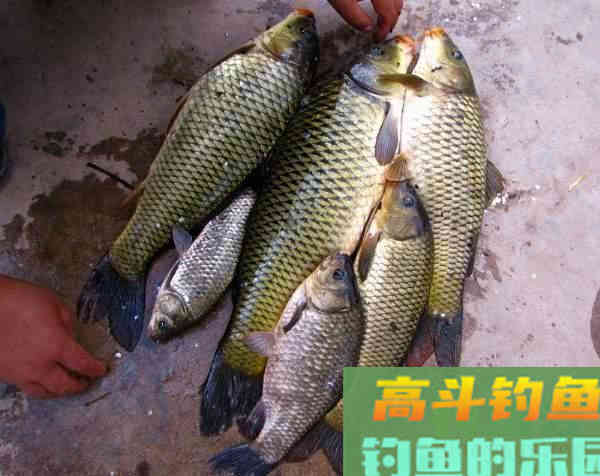 为什么打了窝子，守一天一条鱼也钓不到？