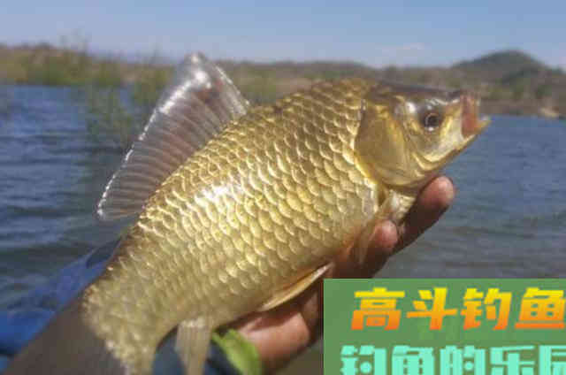 重阳过后，户外野钓鲫鱼时的一些用饵技巧