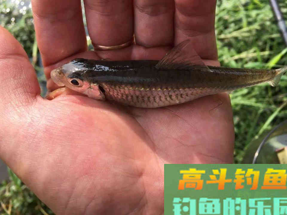 搭配饵料时懂得粗细结合，才能做到诱鱼留鱼双丰收