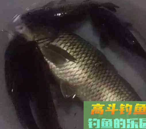 比蚯蚓还好的谷麦钓饵，用好了整个水库只有你爆护