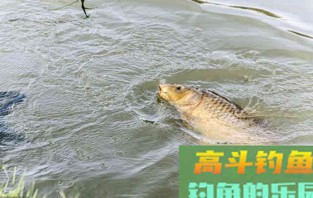 入秋后野钓做窝有哪些变动？要调整开饵做窝不能少
