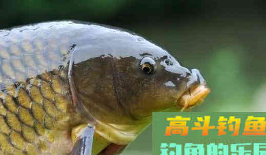 重窝的作用，与小水面打窝的技巧