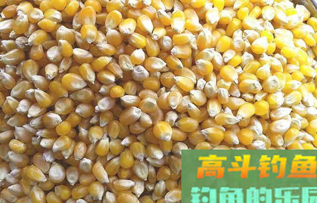 自制发酵玉米发窝快留鱼多
