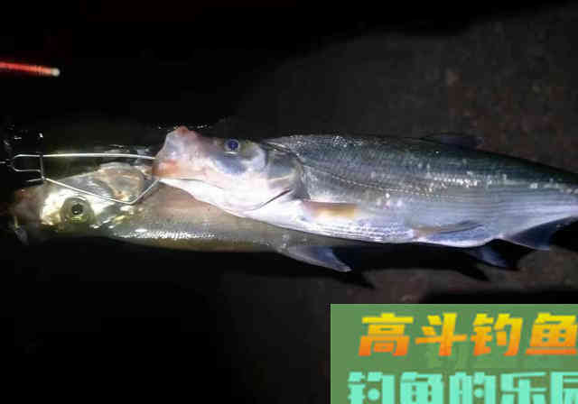 它被垂钓界公认的万能饵，玉米