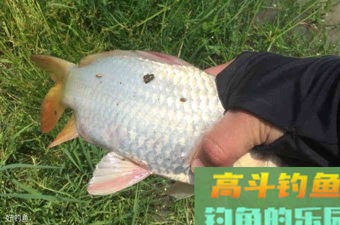 酒米中还可以加些什么会使效果更好呢？