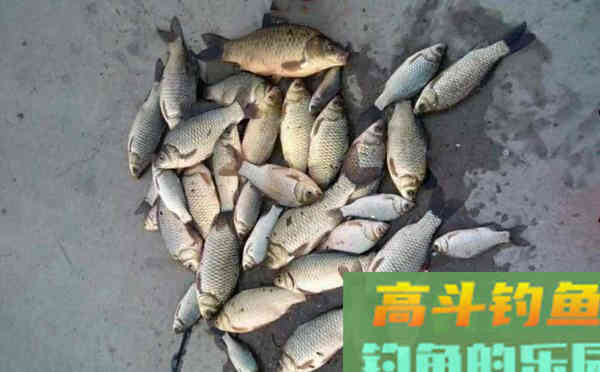夏季野钓自制饵料配方大全