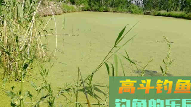 钓鱼遇到这种浮萍烂叶塘，直接使用蚯蚓这样钓
