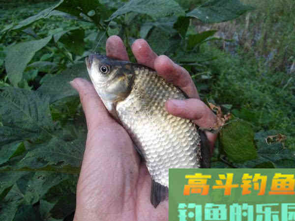 冷天钓鱼别只单挂蚯蚓红虫，多一个小步骤事半功倍